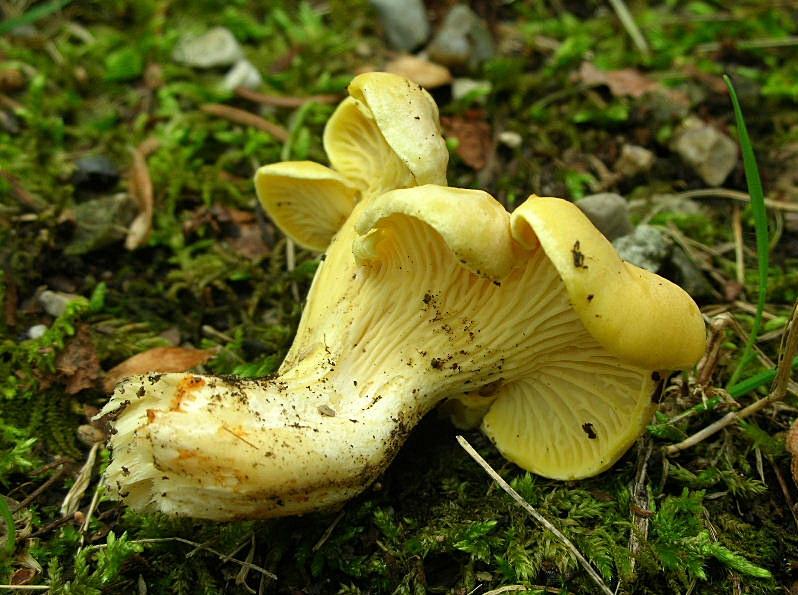 Cantharellus cibarius?